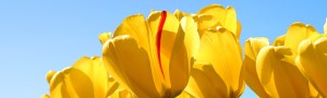 cropped-tulips.jpg